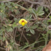 Stylosanthes fruticosa (Retz.) Alston